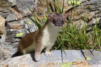 Картинка животные хорьки +куницы +горностаи +ласки +соболи горностай