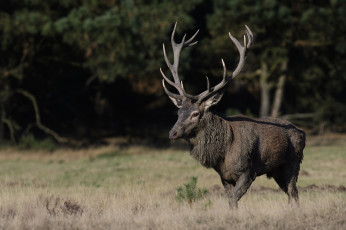 Картинка животные олени рога