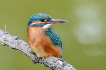 Картинка животные зимородки птичка