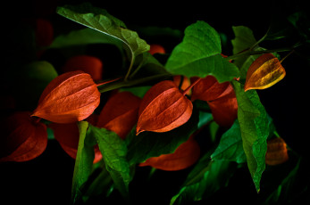 Картинка природа листья ветка