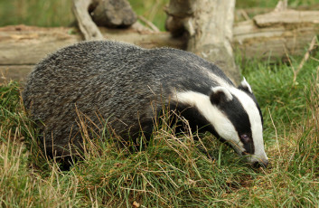Картинка животные барсуки барсук