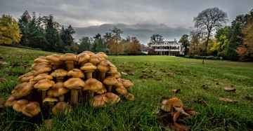 Картинка природа грибы опята