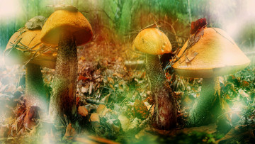 Картинка природа грибы подосиновики