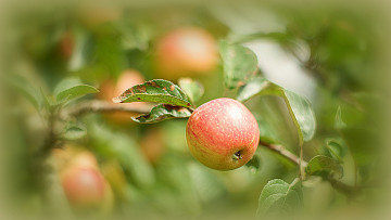 Картинка природа плоды яблоки