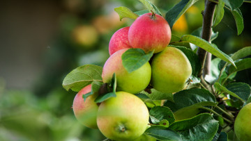 Картинка природа плоды яблоки