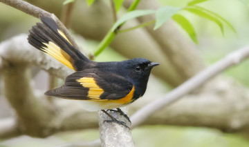 Картинка животные птицы птичка