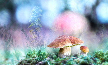 Картинка природа грибы грибок