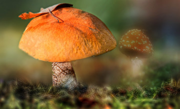 Картинка природа грибы грибок