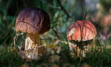 Картинка природа грибы грибок