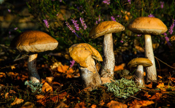 Картинка природа грибы грибочки