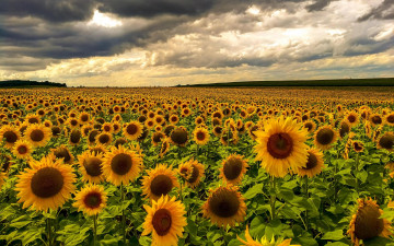 Картинка цветы подсолнухи флора поле закат