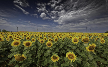 Картинка цветы подсолнухи поле флора закат