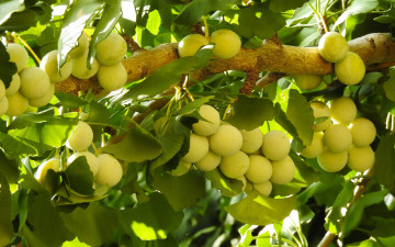 Картинка природа плоды ветка