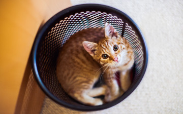 Картинка животные коты взгляд