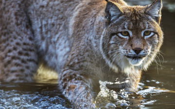 Картинка животные рыси взгляд морда