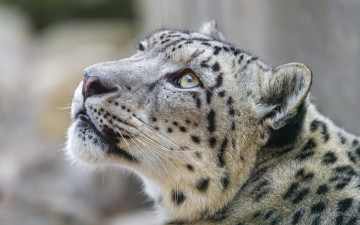 Картинка животные снежный+барс+ ирбис профиль