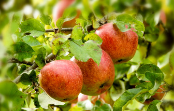 Картинка природа плоды яблоки