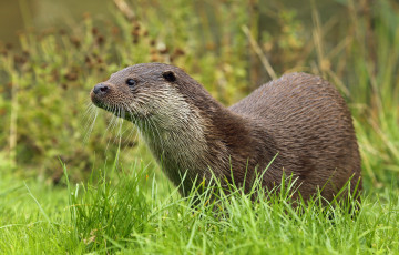 обоя животные, выдры,  каланы,  ондатры, выдра
