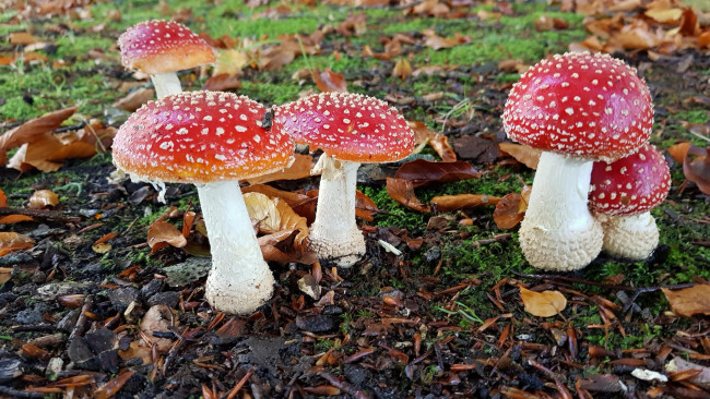 Обои картинки фото природа, грибы,  мухомор, грибок