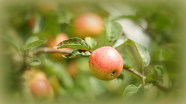 Обои картинки фото природа, плоды, яблоки