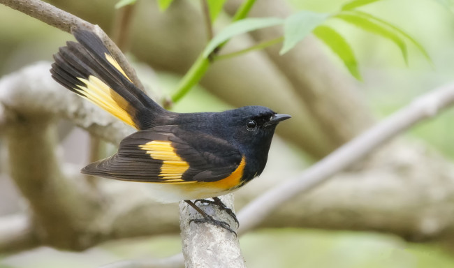 Обои картинки фото животные, птицы, птичка