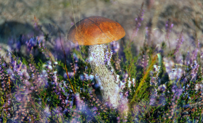 Обои картинки фото природа, грибы, грибок