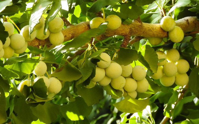 Обои картинки фото природа, плоды, ветка