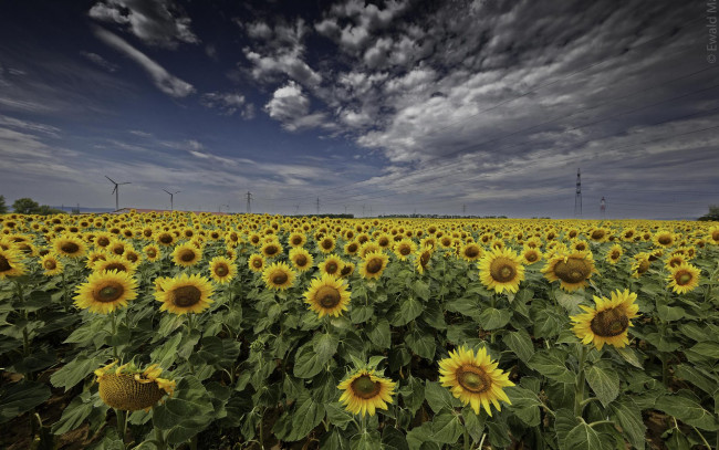 Обои картинки фото цветы, подсолнухи, поле, флора, закат