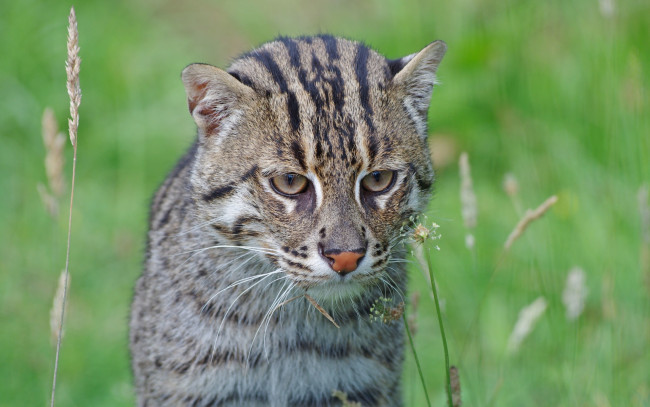 Обои картинки фото животные, дикие кошки, морда