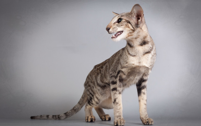 Обои картинки фото животные, коты, профиль