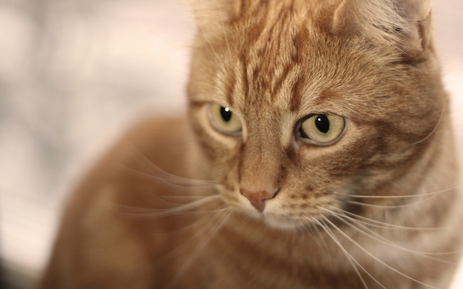 Обои картинки фото животные, коты, рыжий, цвет