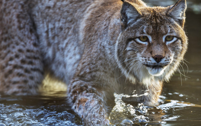 Обои картинки фото животные, рыси, взгляд, морда