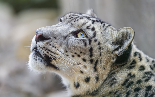 Обои картинки фото животные, снежный барс , ирбис, профиль