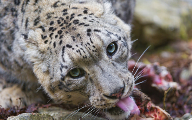 Обои картинки фото животные, снежный барс , ирбис, взгляд, морда