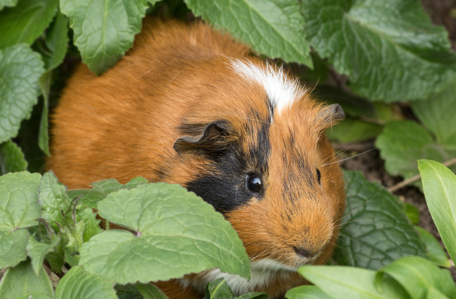 Обои картинки фото животные, морские свинки,  хомяки, зверек