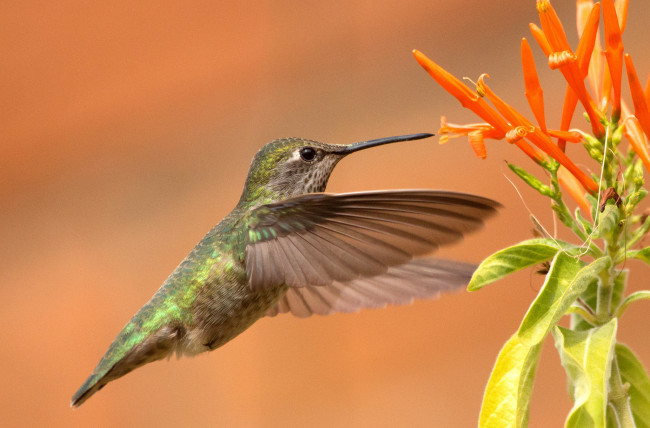 Обои картинки фото животные, колибри, птичка