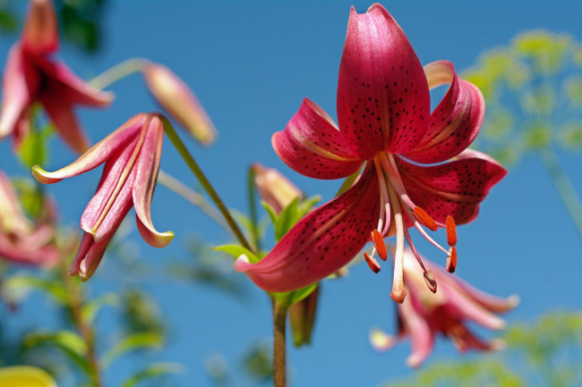 Обои картинки фото цветы, лилии,  лилейники, природа, пестики, небо, луковичные, лето, красота, красный, цвет, флора, июль, дача, тычинки, растения
