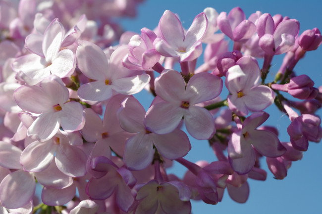 Обои картинки фото цветы, сирень, соцветия, сиреневый, цвет, декоративные, кустарники, ветка, красота, настроение, макро, май, радость, небо