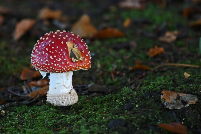 Обои картинки фото природа, грибы,  мухомор, грибок
