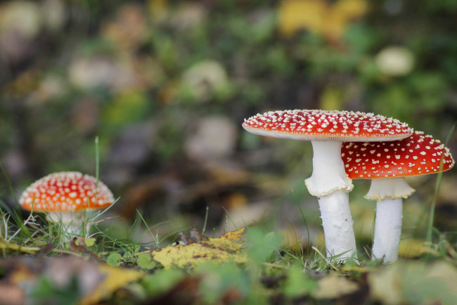 Обои картинки фото природа, грибы,  мухомор, грибок