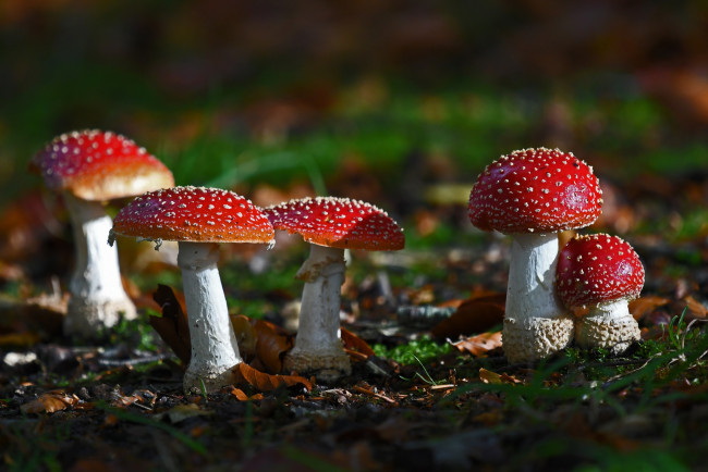 Обои картинки фото природа, грибы,  мухомор, грибок
