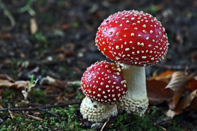 Обои картинки фото природа, грибы,  мухомор, грибок