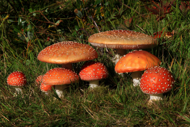 Обои картинки фото природа, грибы,  мухомор, грибок