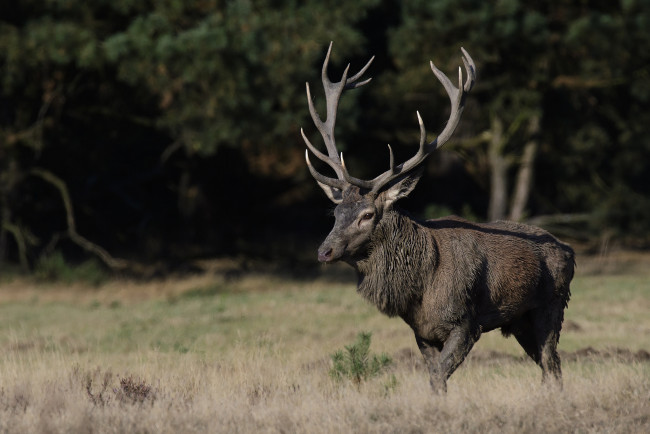 Обои картинки фото животные, олени, рога