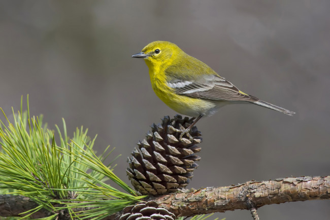 Обои картинки фото животные, птицы, птичка