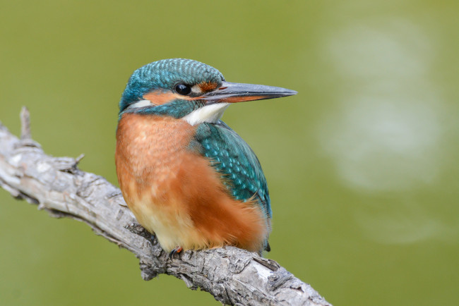 Обои картинки фото животные, зимородки, птичка