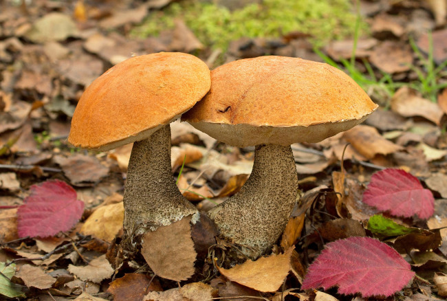 Обои картинки фото природа, грибы, грибок