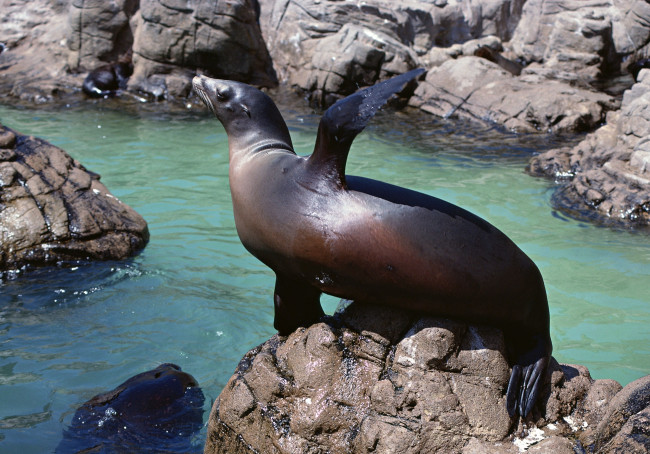 Обои картинки фото животные, тюлени,  морские львы,  морские котики, море, скалы, морской, котик, камни