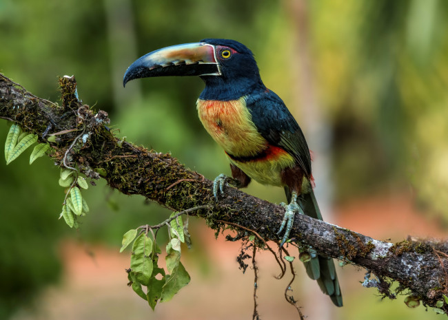 Обои картинки фото животные, туканы, птичка