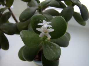 Картинка цветы цветок белый листья